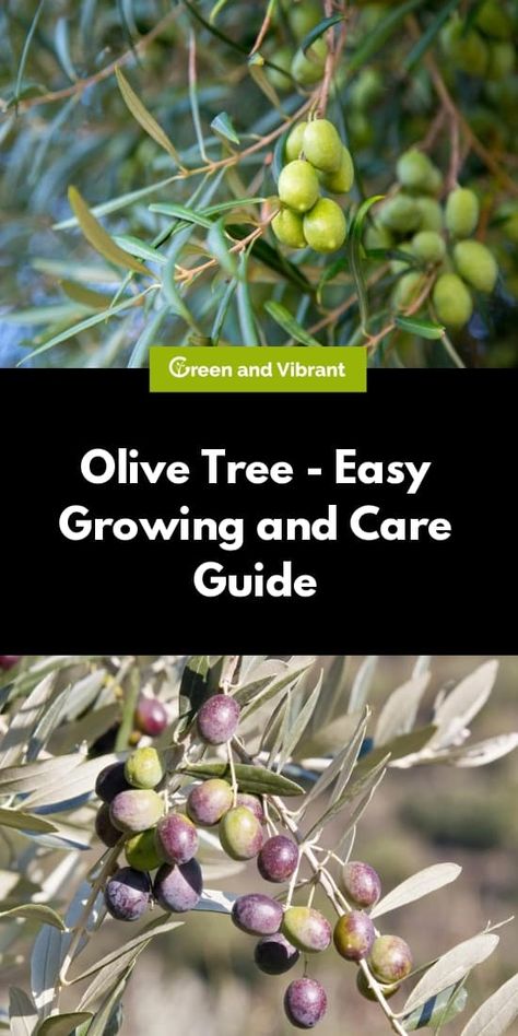 Growing Olive Trees In Pots, Adobe Garden, How To Grow Olives, Urban Orchard, Olive Tree Care, Olive Farm, Grow Seeds, Drought Tolerant Trees, Dream Garden Backyards