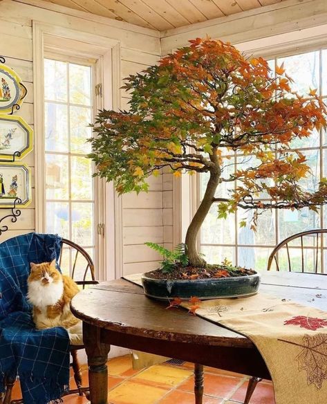 10 Bonsai Trees for Beginners (With Photos) Japanese Maple Bonsai, Birch Grove, Japanese Bonsai Tree, Maple Bonsai, Indoor Bonsai Tree, Japanese Bonsai, Indoor Bonsai, Acer Palmatum, Bonsai Trees