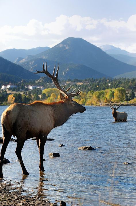 Bull elk at Lake Estes Deer Species, Bull Elk, Estes Park Colorado, Estes Park, Whitetail Deer, Rocky Mountain National Park, The Village, Rocky Mountains, Animal Kingdom