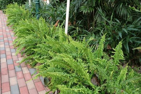 Tropical Creeper Plants, Creeping Plants, Green Kingdom, Screening Plants, Nephrolepis Exaltata, Tinospora Cordifolia Plant, Platycerium Ridleyi Ferns, Phormium Maori Queen, Ophiopogon Planiscapus 'nigrescens'