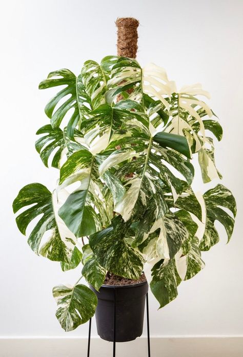 Monstera Albo Variegata, Inside House Plants, Monstera Albo, Inside Plants, Decoration Plante, Bedroom Plants, Office Plants, Monstera Plant, Plant Aesthetic