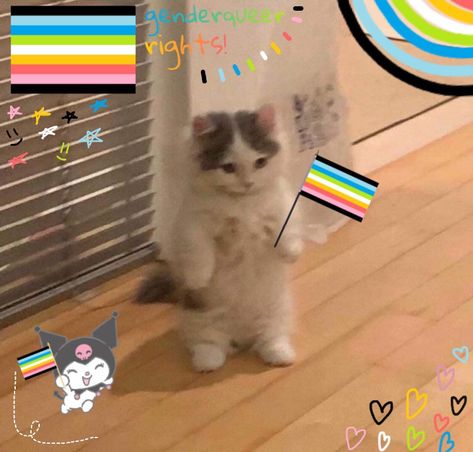 Queer Flag Aesthetic, Queer Flag Wallpaper, Queer Flag, Genderqueer Flag, Fairycore Wallpaper, Standing Cat, Cat Pfp, Lgbt Flag, Gay Books