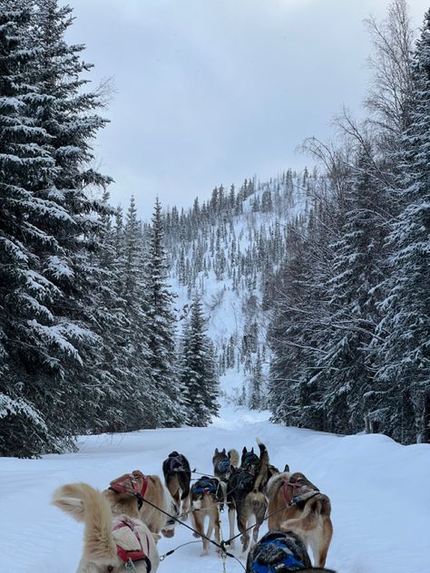 Norway Dog Sledding, Sled Dogs Aesthetic, Alaska Dog Sledding, Sled Dog Aesthetic, Dog Sledding Aesthetic, Alaska Aesthetic Winter, North Pole Aesthetic, Alaska Skiing, Dog Sleds