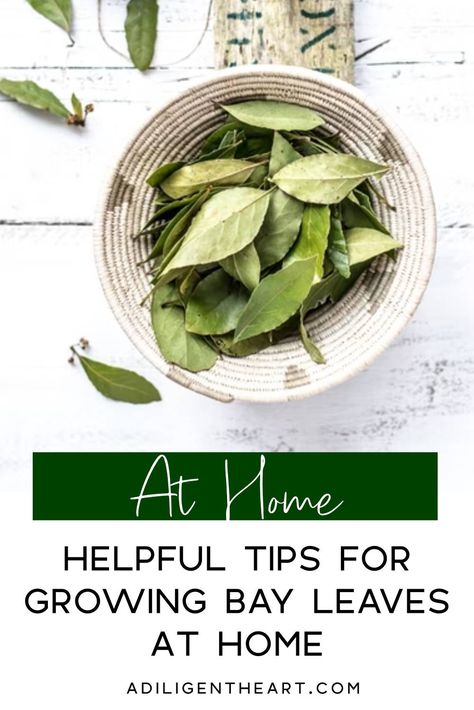 Helpful Tips for Growing Bay Leaves at Home #AtHome #athome #food #garden #gardening #herbs Growing Bay Leaves Plants, Bay Leaf Plant, Bay Leaf Tree, Gardening Herbs, Dried Bay Leaves, Laurus Nobilis, Bay Tree, Organic Kitchen, Bay Leaf