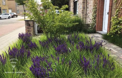 Moderne, kleurrijke & onderhoudsvriendelijke voortuin. Mooie combinatie van sesleria (groenblijvend gras) en Salvia nemorosa (vaste plant die de hele zomer tot in de late herfst doorbloeit!) Terrace Garden Ideas, Front Garden Design, Purple Garden, Grasses Garden, Moon Garden, Garden Architecture, City Garden, Beach Gardens, Garden Care