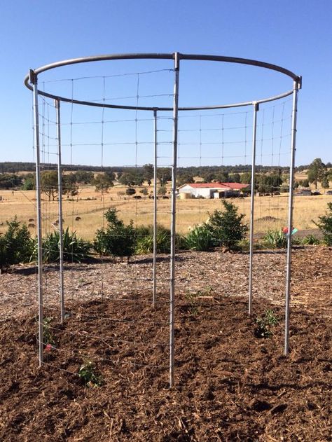 Old Trampoline Ideas, Recycled Trampoline, Trampoline Ideas, Old Trampoline, Pergola Diy, Outdoor Movie Screen, Rose Arbor, Best Trampoline, Backyard Trampoline