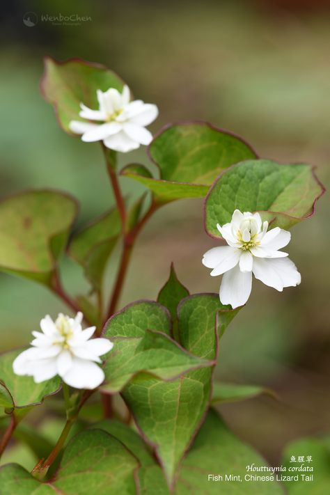 Houttuynia Cordata, Aquatic Plant, Aquatic Plants, Herbal Medicine, Wild Flowers, Beautiful Flowers, Medicine, Herbs, Mint