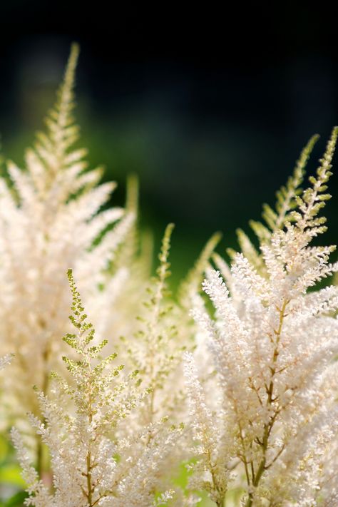 Shady Backyard, Astilbe Flower, White Astilbe, Wedding Design Board, Flowering Perennials, Herbaceous Border, Border Plants, Starting A Garden, Feather Flower