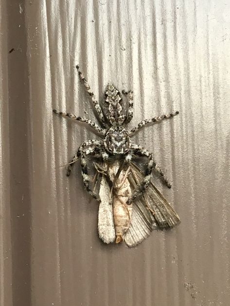 Jumping spider eating a moth Spider Eating, Funny Looking Animals, Spider Species, Pet Spider, Cool Insects, Jumping Spider, Cool Bugs, Arthropods, Beautiful Bugs