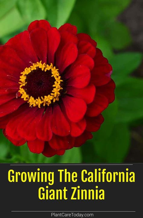 Zinnia California Giant, California Giant Zinnia, Giant Zinnias, Backyard Hacks, Zinnia Garden, Beautiful Flower Garden, Homestead Gardening, Zinnia Flowers, Organic Compost