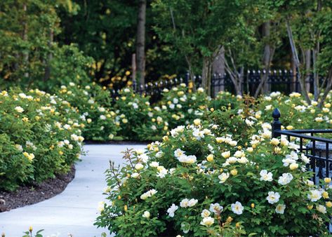 Knock Out Roses Bring Season-Long Blooms to Your Garden | Garden Club Yellow Knockout Roses, Rose Hedge, Garden Companion Planting, Knockout Roses, Shrub Roses, Rose Trees, Hybrid Tea Roses, Rose Bush, Companion Planting