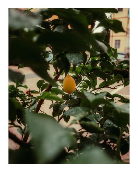 Captured this little moment with my Fuji X100VI 🍋 I love how this camera brings out the subtle details in everyday life. The colors, the depth, everything just feels richer. If you’re into this style, stay tuned—my Lightroom presets will be available soon, so you can recreate this mood in your own photos! ✨ . . . . . #fujix100vi #lightroom #photographylovers #photography #photooftheday #pics #picsart #looklikefilm #aestethic #lemon #naturephotography #dailyphoto #picsoftheday #fujifilm #vsco... My Fuji, Daily Photo, Photography Lovers, Lightroom Presets, Stay Tuned, Everyday Life, Lightroom, Nature Photography, Lemon