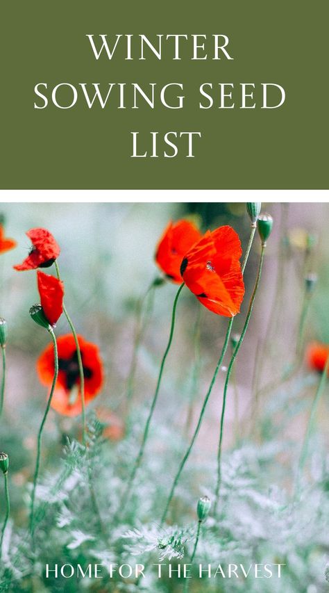 Winter sowing seed list Cold Hardy Plants, Fall And Winter Flowers To Plant, Seeds To Plant In January, Winter Seed Sowing, Winter Sowing Flowers, Winter Sowing Zone 7, Backyard Meadow, Seeds To Sow In October, Winter Sowing Seeds