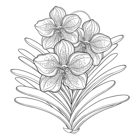 Orchid Outline, Orchid Drawing, Orchid Images, Orchid Tattoo, Plant Clips, Vanda Orchids, Shrinky Dink, Tiny Tattoo, Orchid Plants