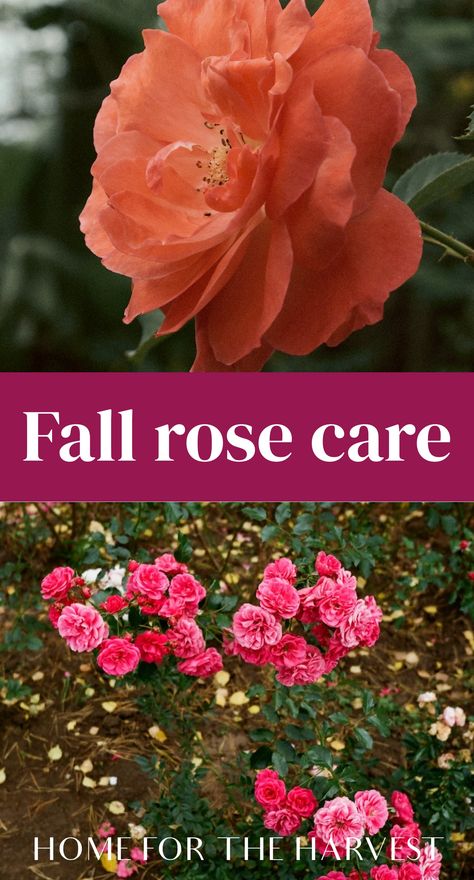 Roses Care Tips, Rose Care For Beginners, When To Prune Roses In The Fall, Pruning Rose Bushes In The Fall, When To Trim Rose Bushes, Rose Diseases Leaves, Pruning Roses In Fall, How To Care For Roses, Trim Rose Bushes