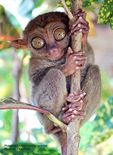 Philippines. Tarsier... I love you! Philippine Tarsier, Rainforest Creatures, Ugly Animals, Rainforest Animals, Scary Animals, Tropical Animals, Animal Print Wallpaper, Animal Study, Rare Animals