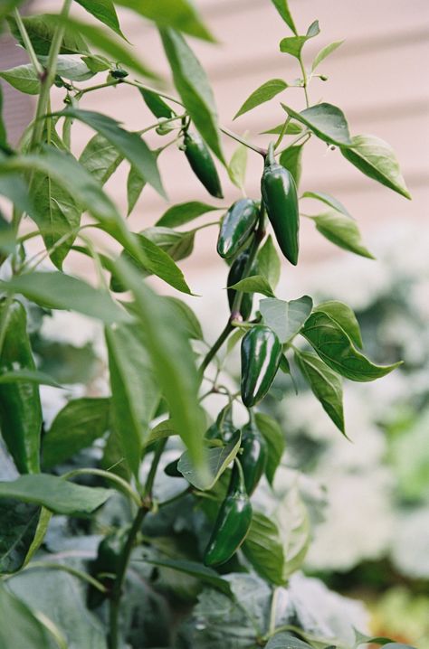 Jalapeño Plant, Gardenary Garden, Growing Jalapenos, Jalapeno Plant, Jalapeño Peppers, Obelisk Trellis, Garden Mesh, Chicken Pumpkin, Organic Kitchen