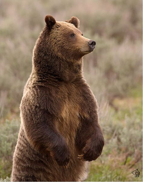 Bear Standing, Bear Images, Bear Photos, Bear Carving, Bear Pictures, We Bear, Bear Decor, Love Bear, Animal Projects