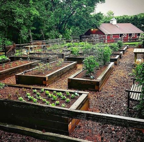 Plantarea Legumelor, Raised Garden Bed Plans, Raised Vegetable Gardens, Garden Boxes Raised, Box Garden, Potager Garden, Backyard Vegetable Gardens, Garden Idea, Farmhouse Garden