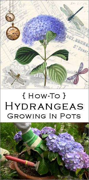 Keep The Blooms: Extending The Life Of Potted Hydrangeas Potted Hydrangea, Hydrangea Potted, Hydrangea Bloom, Growing Hydrangeas, Hydrangea Care, Plant Hacks, Overwintering, Hydrangea Garden, Trailing Plants