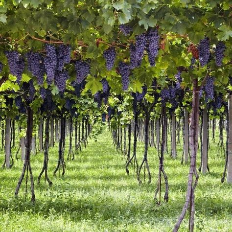 Grape Tree, Grape Vineyard, Vine Trellis, Wine Vineyards, Wine White, Berry Plants, Farm Lifestyle, Medieval Life, Crystal Glasses