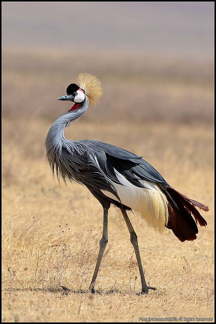 East African Crowned Crane (Balearica regulorum gibbericeps) by AnimalExplorer, via Flickr African Crown, Wild Birds Photography, Crowned Crane, Africa Wildlife, Crane Bird, Kinds Of Birds, Big Bird, Bird Pictures, Exotic Birds