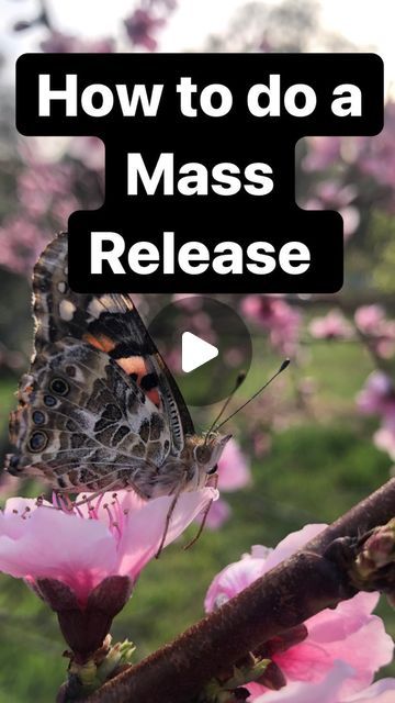 Live butterfly releases for weddings/events on Instagram: "Everything you need to know about how to do a mass release. #butterfly #massrelease #butterflyrelease" Butterflies Released At Wedding, Releasing Butterflies At Wedding, Butterfly Release Wedding, Releasing Butterflies, Butterfly Release, Wedding Poems, Butterfly Wedding, Black Butterfly, Business Ideas