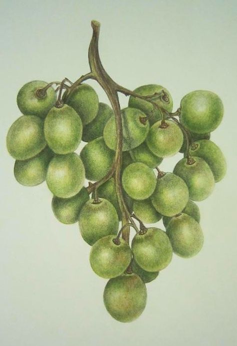 Green Grapes Polychromos Colored Pencils by Rebecca Chamberlain Grapes Drawing Colour Pencil, Green Grapes Drawing, Colour Pencil Fruit, Fruit Drawing Colored Pencil, Grapes Drawing Pencil, Fruit Drawing Pencil, Grapes Sketch, Grapes Drawing, Grapes Art