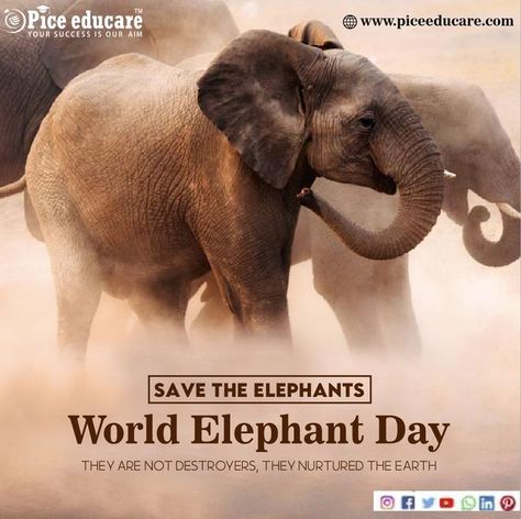 Elephant World, World Elephant Day, Hr Jobs, Executive Search, Recruitment Agency, Recruitment Services, Good Employee, Save The Elephants, Career Counseling