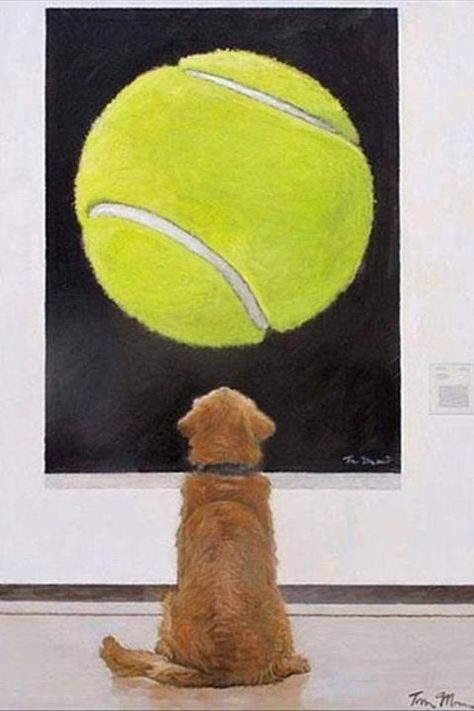 Dog staring at Tennis Ball moon Golden Retriever Owner, Akita Dog, 강아지 그림, Quarter Horse, Golden Retrievers, Tennis Ball, Dog Sitting, Mellow Yellow, Newfoundland