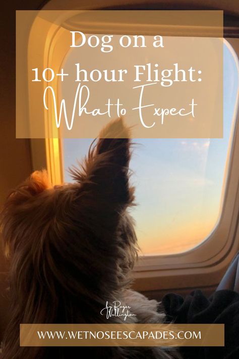 Taking your dog on an international flight? Find out everything you need to know! | Dog Flight | Dog in flight | Dog flight tips | International flight with dog | How to prepare dog for international flight | How to prepare dog for flight | How to fly with dogs | Dogs on planes | Fly with dog tips | Service Dog On Plane, Traveling With Dog On Plane, Dogs On Planes, Flying With Pets, Flying Tips, Fun Facts About Dogs, Wrinkly Dog, Flight Tips, Dog Skin Care