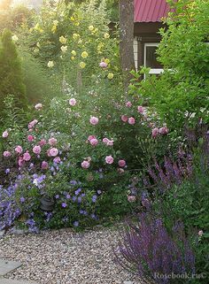 Salvia Garden, Cottage Garden Plan, Cranesbill Geranium, Rose Garden Design, Gravel Patio, Cottage Garden Design, Cottage Garden Plants, English Cottage Garden, English Country Gardens