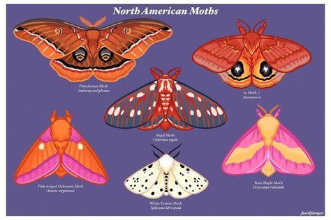 Fuzzy Moth, Stickers Illustration, Moth Species, North American Animals, Moth Art, Bug Art, Moth Tattoo, Luna Moth, What Is Your Favorite