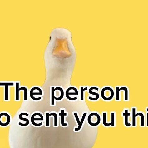 Pet Call Ducks on Instagram: "Send this to someone to tell them. #message #funny #funnyanimals #cuteduck #duck #pet #bird" Send This To Someone, Call Ducks, Duck Pet, Pet Bird, Ducks, To Tell, Funny Animals, Happy Birthday, Pet