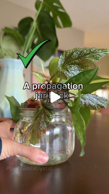 Krystal Duran on Instagram: "One thing about plants parents, we sure are resourceful. 

#planthacks #propmaking #propagation" Rubber Plant Propagation, About Plants, Plant Hacks, Plant Propagation, Prop Making, Rubber Plant, Propagating Plants, Indoor Plants, Plants