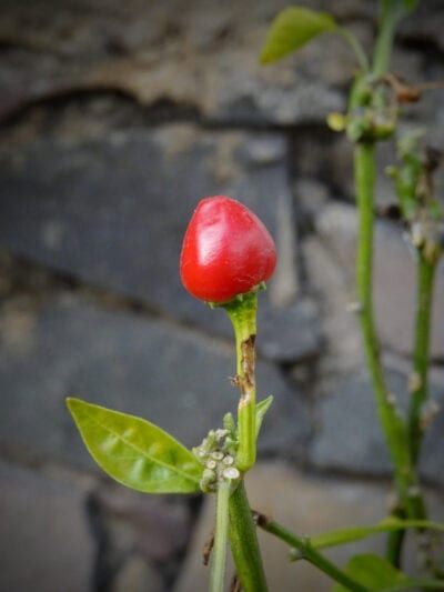 Chili Pequin, Chili Pepper Plant, Pepper Plant, Stuffed Peppers Turkey, Pepper Tree, Compost Tea, Vegetable Garden Diy, Hot Peppers, Pepper Plants