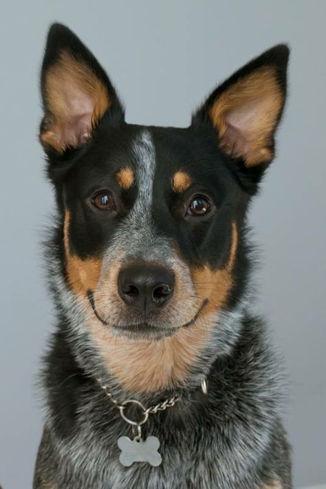 Blue Healers Dog, Blue Healer, Australian Cattle Dog Puppy, Aussie Cattle Dog, Heeler Dogs, Austrailian Cattle Dog, Cattle Dogs Rule, Blue Heelers, Blue Heeler Dogs