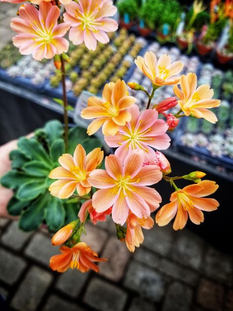 Oregon is a beautiful state with beautiful natives. This Lewisia cotyledon followed me home Oregon Native Flowers, Lewisia Flower, Lewisia Cotyledon, Oregon Flowers, Plant Fungus, Native Flowers, Garden Drawing, Plant Diseases, Natural Garden