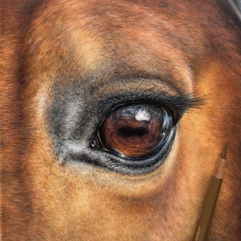 I loved creating this realistic horse eye in coloured pencils on watercolour paper. Available as a full tutorial with voice over 💓✍🏼 Horses Eyes, Colored Pencil Drawing Tutorial, Horse Art Ideas, Winter Drawings, Pencil Drawing Tutorials, Horse Eye, Realistic Eye, Horse Drawing, Eye Painting