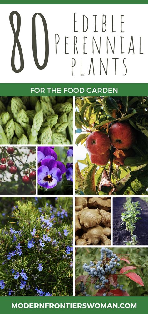 Food Forest Garden, Perennial Vegetables, Ufc Fighter, Survival Gardening, Edible Landscaping, Forest Garden, Food Garden, Edible Plants, Perennial Garden