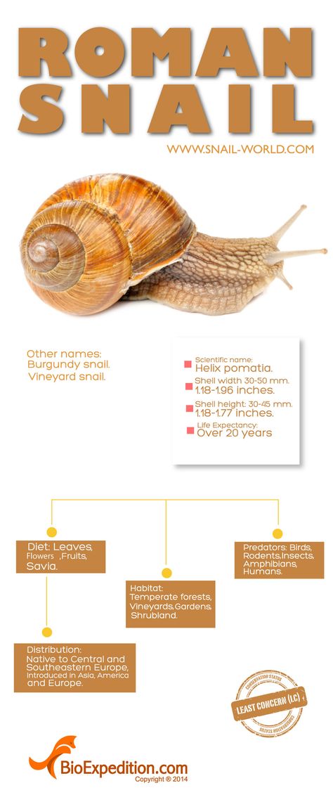 Snail Facts, Roman Snail, Pet Snails, Animals Information, Garden Animals, Amphibians, Helix, Pet, Animals