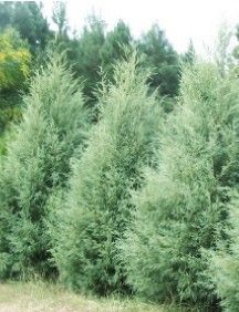 Carolina Sapphire Cypress, Evergreen Landscape, Leyland Cypress, Fast Growing Evergreens, Privacy Trees, Seaside Garden, Fast Growing Trees, Garden Shrubs, Desert Garden