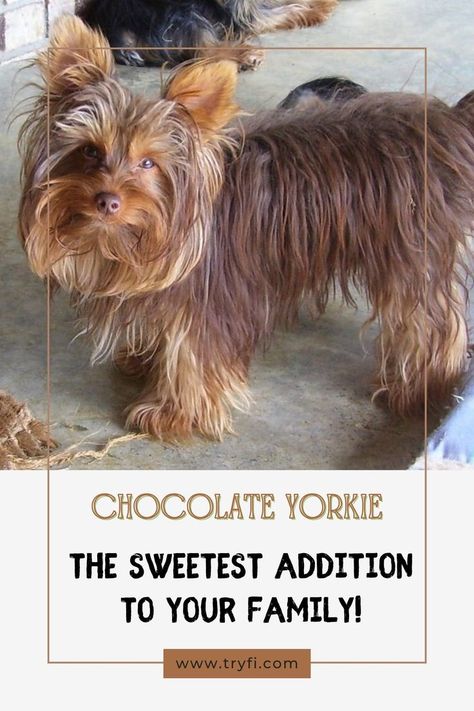 Chocolate Yorkies are a unique variation of the Yorkshire Terrier breed that have become increasingly popular in recent years. These small dogs are known for their beautiful chocolate-colored coats and charming personalities. While they may look similar to traditional Yorkies, Chocolate Yorkies have some distinct characteristics that set them apart.#ChocolateYorkie #YorkshireTerrier #ChocolateYorkiePuppies #YorkieForSale Chocolate Yorkie, Yorkies For Sale, Terrier Breeds, Yorkie Puppy, Chocolate Color, Unique Aesthetic, Yorkshire Terrier, Personalities, The Sweet