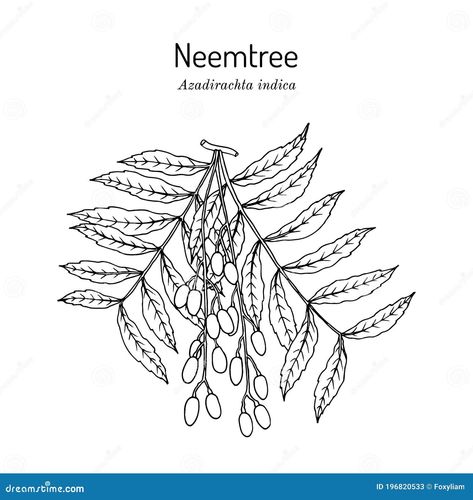 Neem Azadirachta Indica , or Indian Lilac, Medicinal Plant Stock Vector - Illustration of agriculture, leaf: 196820533 Neem Tree Illustration, Hydrological Cycle, Neem Leaf, Neem Tree, Botanical Vector, Branch Vector, Abstract Animal Art, Tree Logos, Leaves Vector