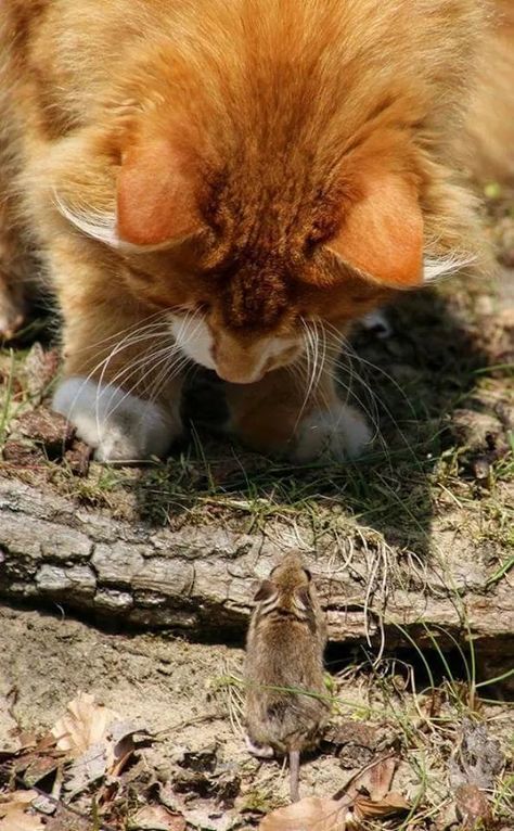 Chat Kawaii, Cat And Mouse, Animals Friendship, Cat Mouse, Domestic Cat, Weird Animals, Beautiful Cats, Animals Friends, Crazy Cats