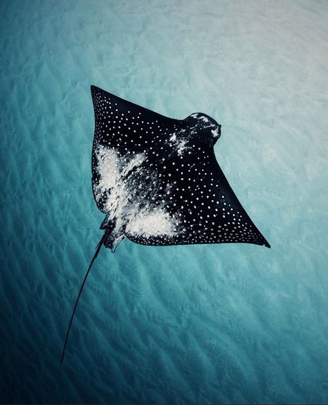 victor reyes on Twitter: "😀 https://t.co/KrBeWUJCRJ" / Twitter Sting Ray Wallpaper, Ocean Life Photography, Animal Templates, Marine Biology, Aerial Photo, Ocean Animals, Blue Art, Character Aesthetic, Ocean Life