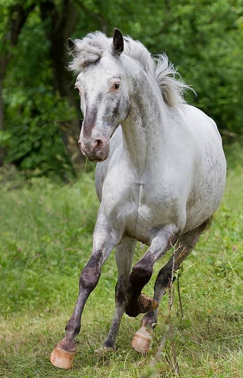 Varnish Roan Horses Appaloosa, Horse Colours, Horse Markings, Horse Reference, Horse Colors, Horse Therapy, Horse Inspiration, American Quarter Horse, Most Beautiful Horses