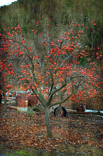 One of the most fabulous native fruit trees for fall color! Even if you don't like the fruit, always remember, the wildlife DOES! Persimmon Tree, Persimmon Fruit, Vegetables Garden, Tropical Trees, Tree Seedlings, Tree Beautiful, Nature's Bounty, Sustainable Agriculture, Boho Deco