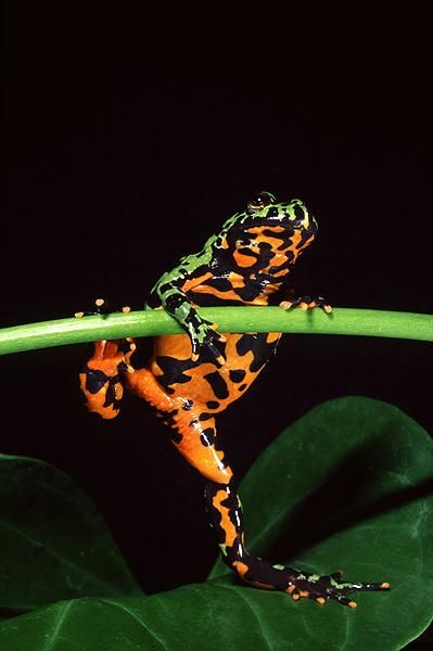 There are eight different species of fire-bellied toad found throughout Europe and Asia. Despite varying slightly in size and colour, the different species of fire-bellied toad all look fairly similar having bumpy skin, webbed toes and eyes on the top of their heads.. The skin colour of the fire-bellied toad depends on the species but can range from brown to yellow, to green, to orange. The skin of the fire-bellied toad is known to be toxic to some animals including humans. Pet Frog, Amazing Frog, Salamanders, Dart Frog, Coconut Oil For Skin, Funny Frogs, Airbrush Art, Frog And Toad, Tree Frogs