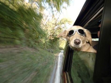 Dog with sunglasses on with his head out of the car window Dp Profile, Car Sick, Quotes Photo, Wearing Sunglasses, Funny Dog Pictures, Funny Wallpaper, Dog Wallpaper, Dog Car, Whatsapp Dp